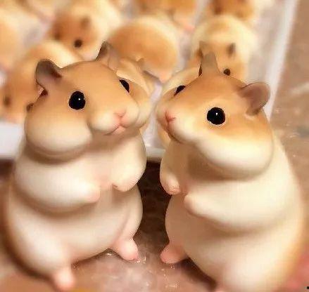 娱乐吃瓜酱仓鼠,揭秘娱乐圈背后的趣味故事